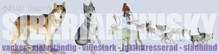 SIBERIAN HUSKY   -  "vacker - självständig - viljestark - jaktintresserad - slädhund"