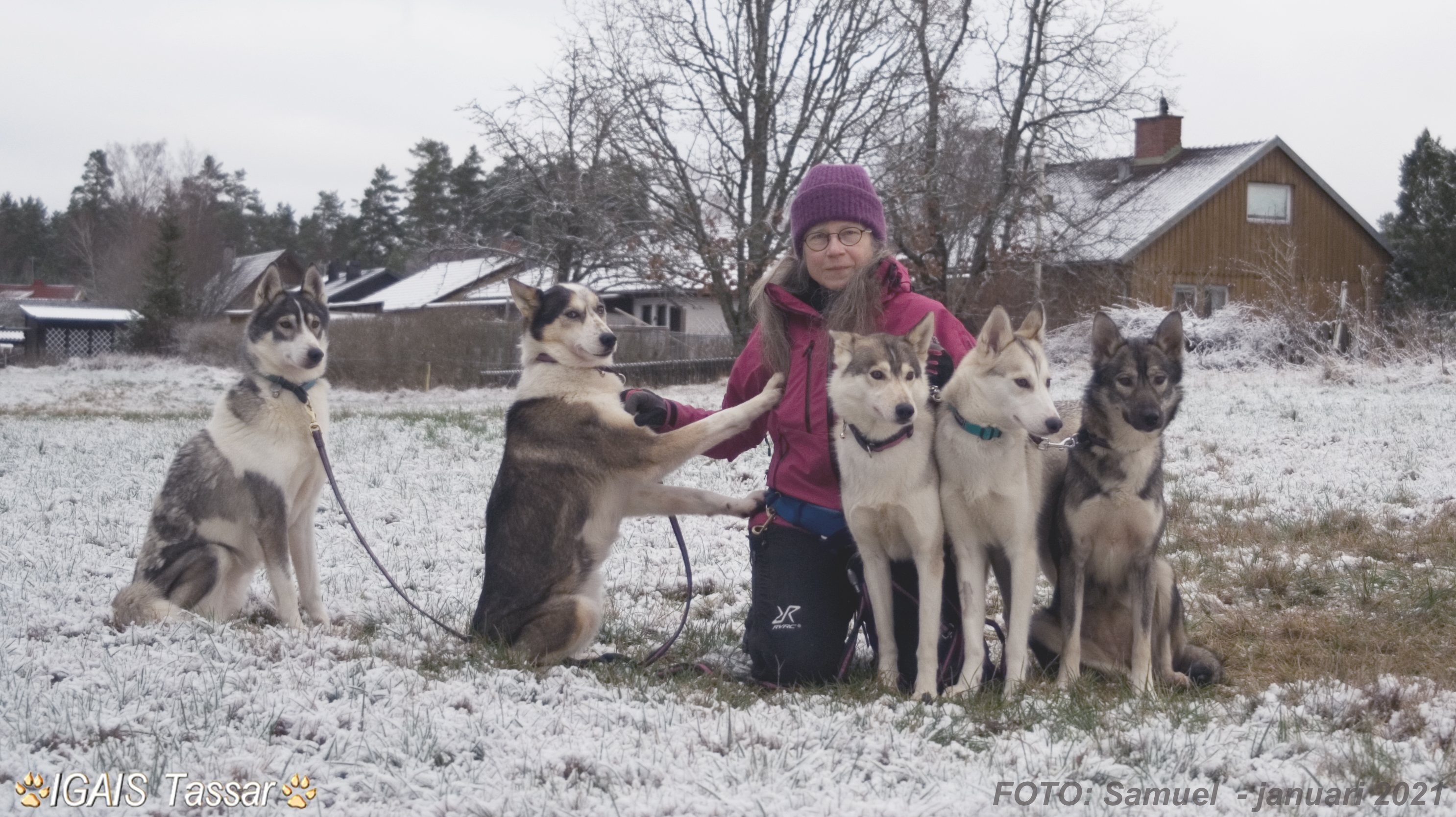 SIBERIAN HUSKY   -  "vacker - självständig - viljestark - jaktintresserad - slädhund"