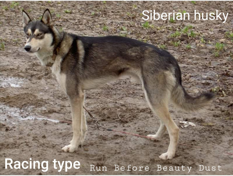 Siberian husky - racing typ