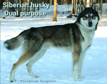 Siberian husky - dual pupose